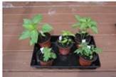 potted-seeds-itg-survive-thrive-herb-garden-gardening