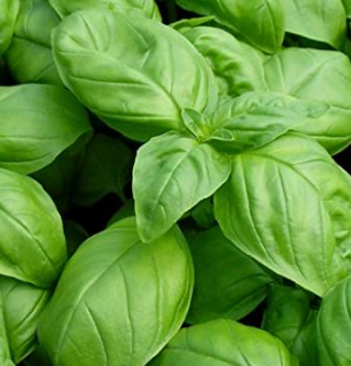basil-grow-your-own-rancher-ron-survive-thrive-tips