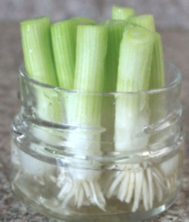 green-onion-grow-your-own-itg-weight-loss-survive-thrive