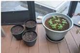 potted-seeds-itg-survive-thrive-herb-garden-gardening